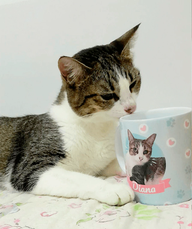 caneca-para-quem-ama-cachorro-personapet-ideiadepresentesgatos-gato-9be8320ecd4d7d24bf17108045254660-1024-1024